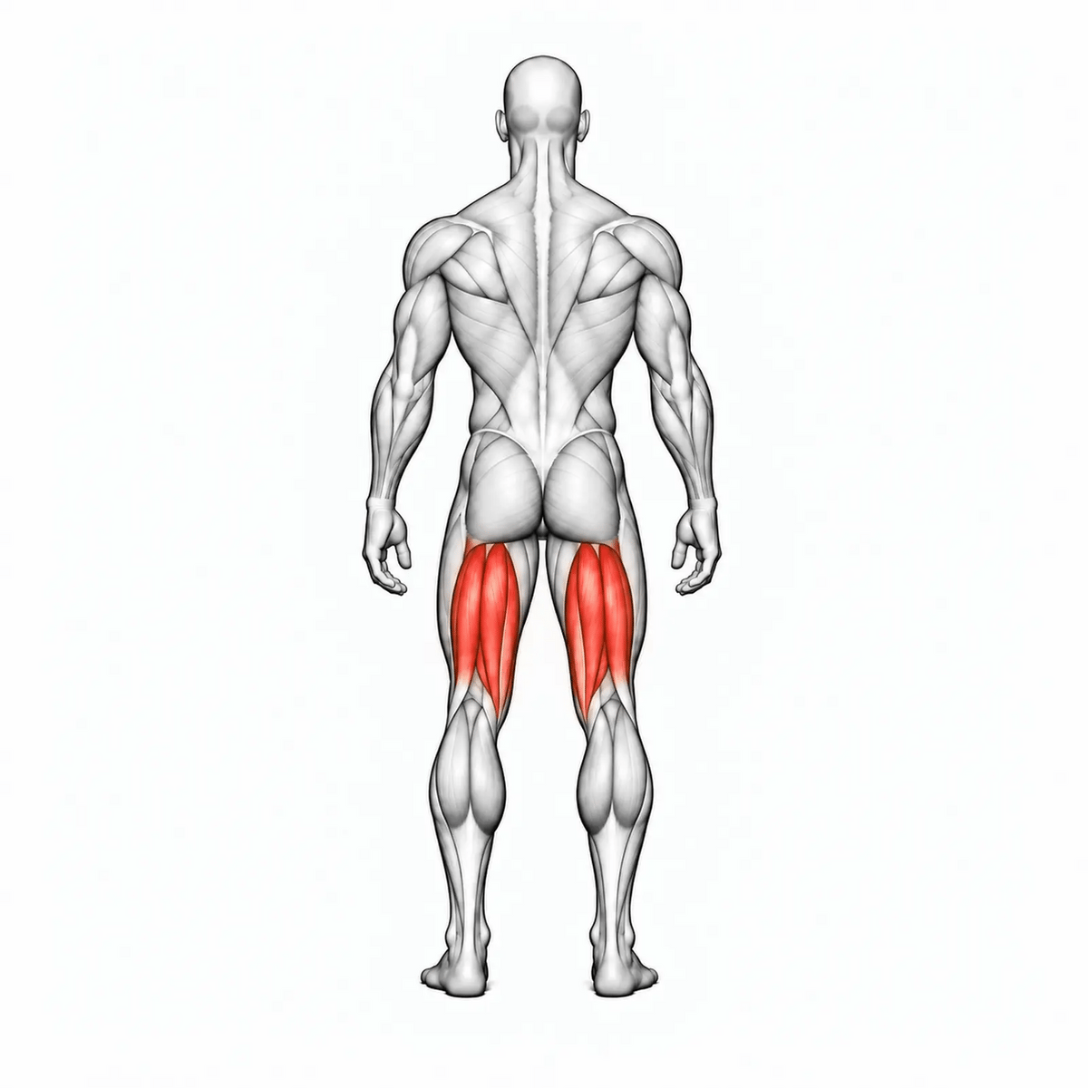 DHZ U3023A Seated Leg Curl – animierte Muskelgruppen: Beinbeuger primär