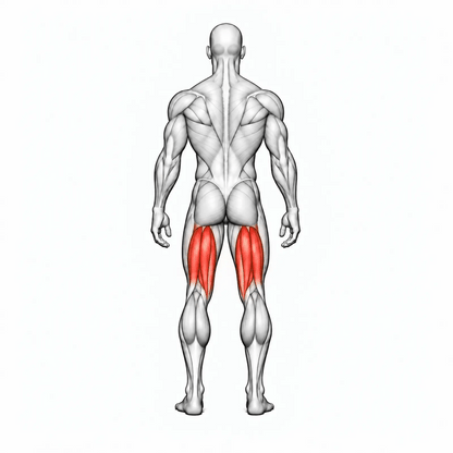 DHZ U3023A Seated Leg Curl – animierte Muskelgruppen: Beinbeuger primär