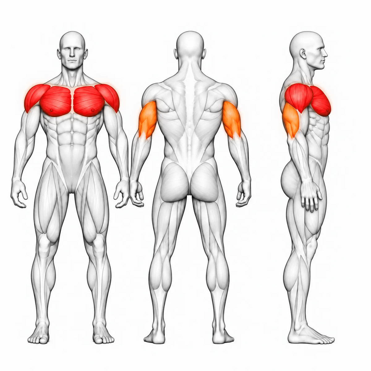 DHZ U3084A Chest & Shoulder Press – animierte Muskelgruppen: Brust und Schultern primär, Trizeps sekundär