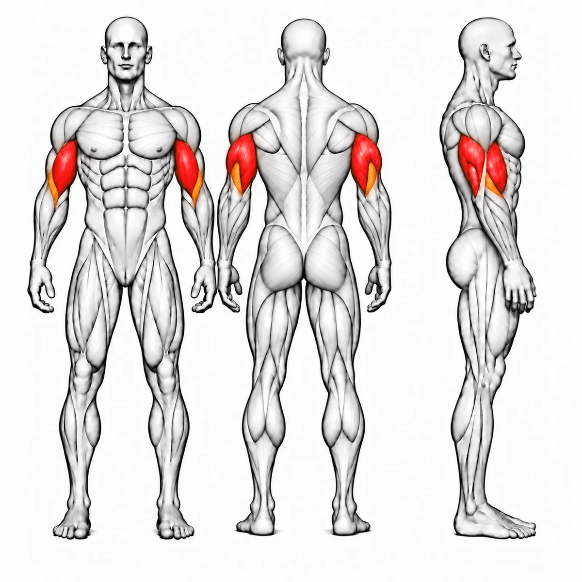 DHZ U3087A Camber Curl & Triceps – animierte Muskelgruppen: Bizeps und Trizeps primär, Brachialis sekundär