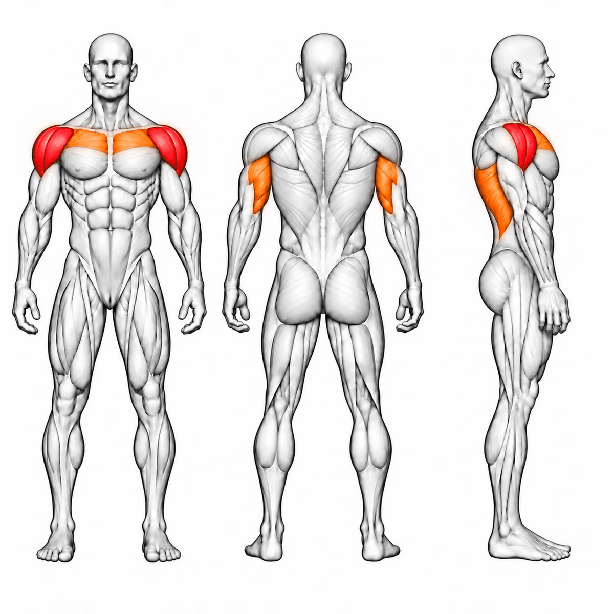 DHZ Y900 Y935L Shoulder Press mit Einstiegshilfe – animierte Muskelgruppen: vordere und seitliche Schulter primär, obere Brust und Trizeps sekundär