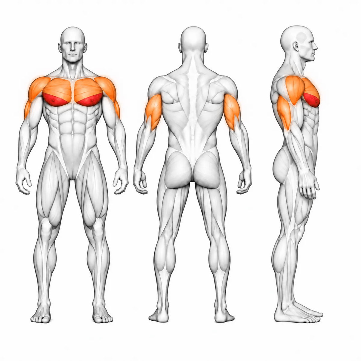 Animierte Muskelgruppen der DHZ TITAN Mechanix Y910ZA Low Chest Press: untere Brust primär, Brust, vordere Schulter und Trizeps sekundär in Front-, Rücken- und Seitenansicht
