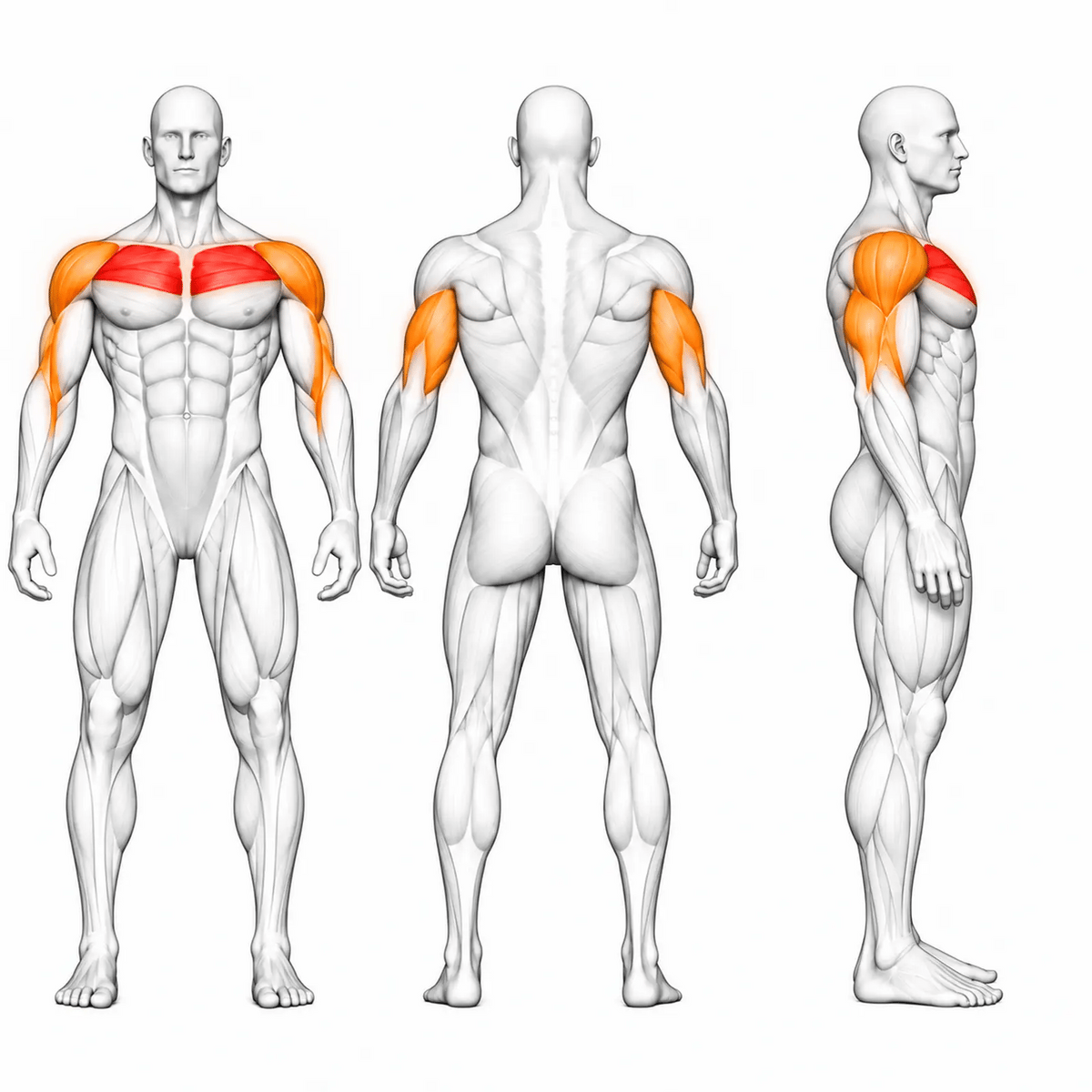 Animierte Muskelgruppen der DHZ TITAN Mechanix Y915ZA Incline Chest Press: obere Brust primär, vordere Schulter und Trizeps sekundär in Front-, Rücken- und Seitenansicht