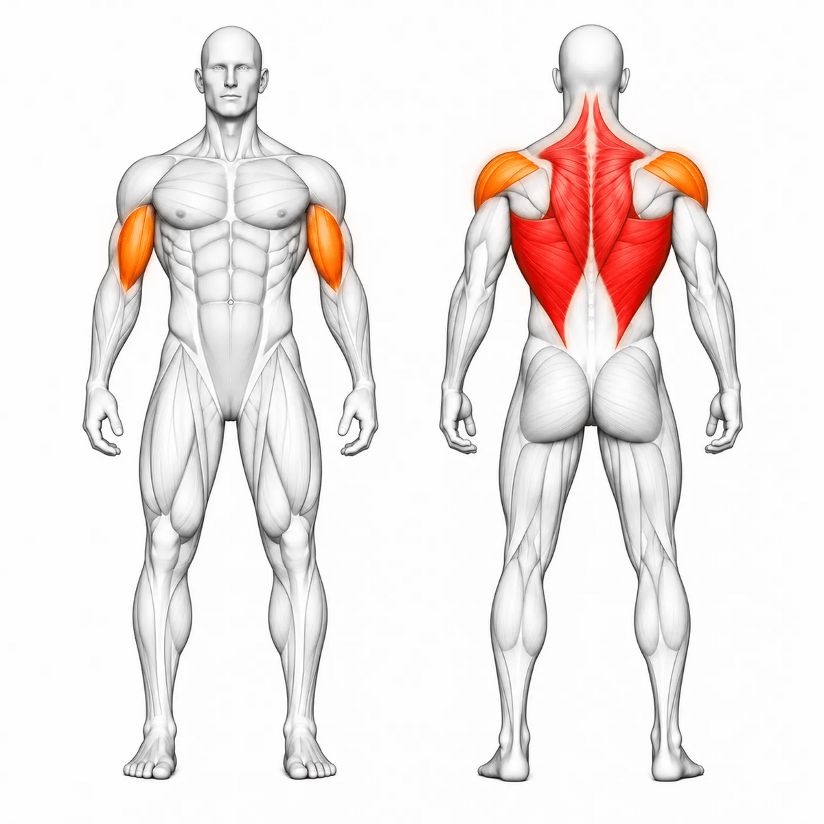 Animierte Muskelgruppen der DHZ TITAN Mechanix Y920ZA Pull Down: Latissimus und Rücken primär, Bizeps und hintere Schulter sekundär