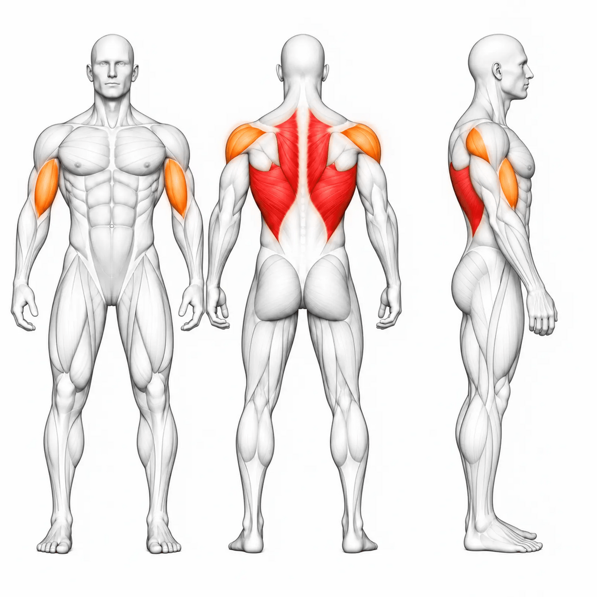 Animierte Muskelgruppen der DHZ TITAN Mechanix Y925ZA Low Row: Latissimus und mittlerer Rücken primär, Bizeps und hintere Schulter sekundär