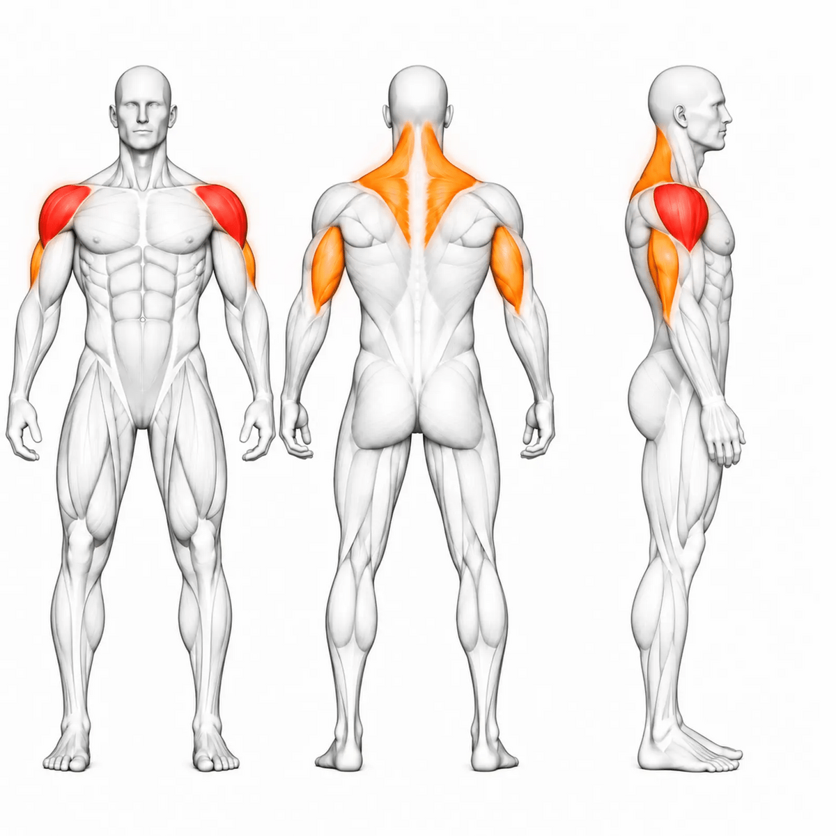 Animierte Muskelgruppen der DHZ TITAN Mechanix Y935ZA Shoulder Press: vordere und seitliche Schulter primär, Trizeps und oberer Trapez sekundär