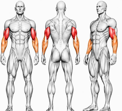 DHZ Y900 Serie Y970 Biceps Curl – Plate Loaded Bizepsmaschine