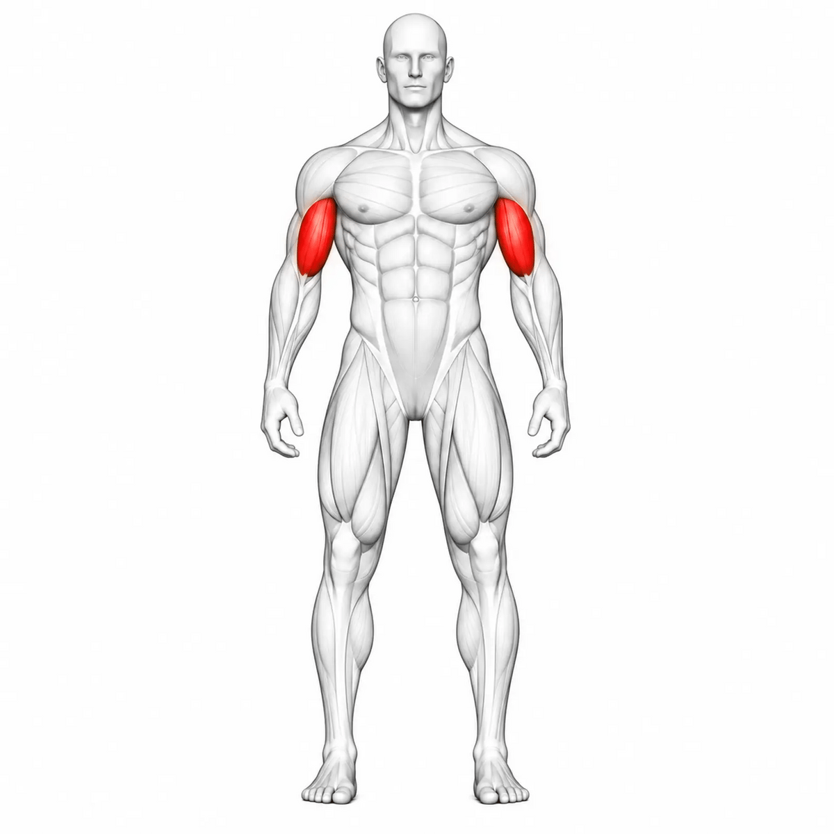 Animierte Muskelgruppen der DHZ TITAN Mechanix Y970ZA Biceps Curl: Bizeps isoliert und primär