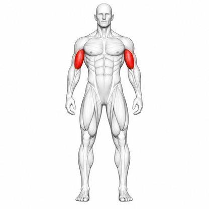 Animierte Muskelgruppen der DHZ TITAN Mechanix Y970ZA Biceps Curl: Bizeps isoliert und primär