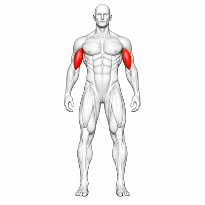 Animierte Muskelgruppen der DHZ TITAN Mechanix Y976ZA Seated Preacher Curl: Bizeps als isolierte primäre Zielmuskulatur