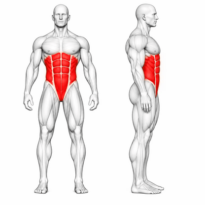 Animierte Muskelgruppen der DHZ TITAN Mechanix Y977ZA Adjustable Decline Bench: Bauch- und Core-Muskulatur als primäre Zielregion