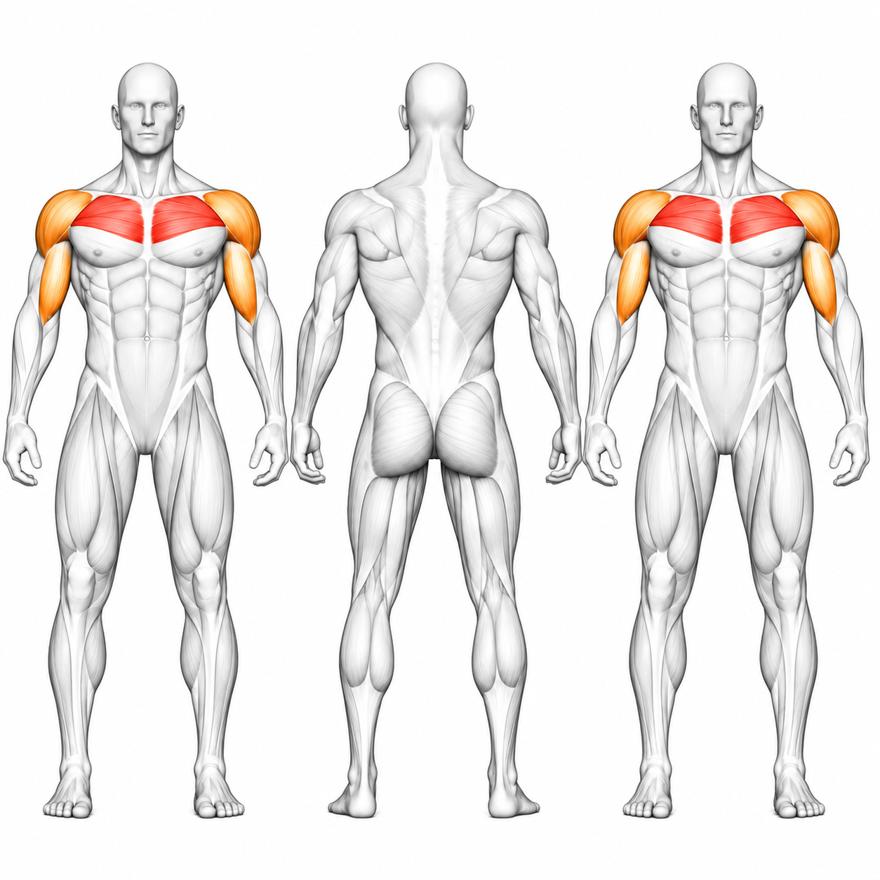 DHZ Fitness DHZ TITAN Mechanix Presse pectorale Y905ZAG - Presse pectorale à plaques
