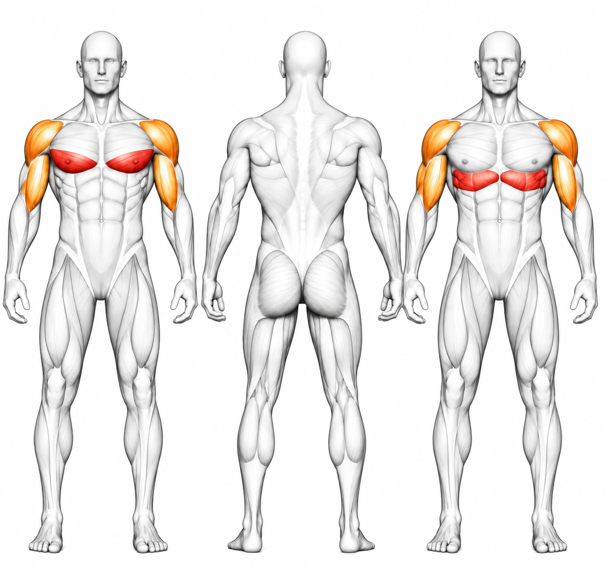  Trainierte Muskelgruppen im Überblick
