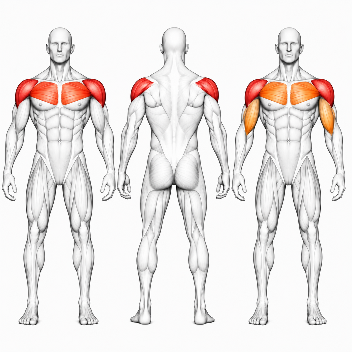  Trained muscle groups at a glance