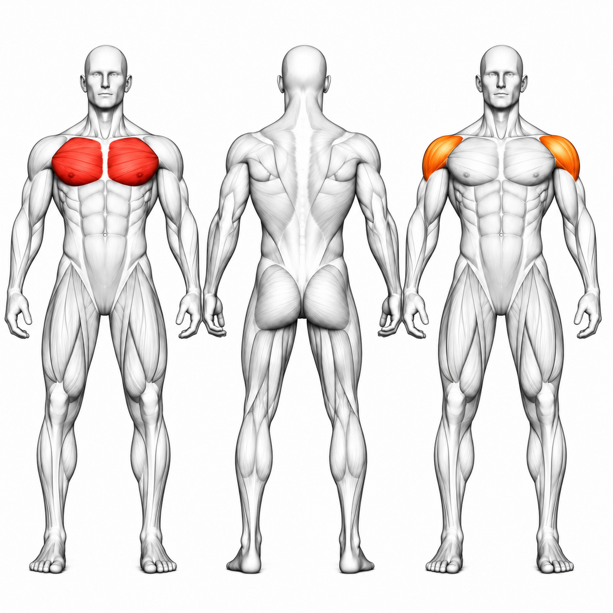DHZ Fitness DHZ TITAN Mechanix Lis na hrudník Y905ZAG - Lis na hrudník